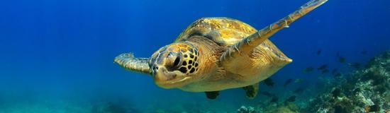 Galapagos Island Hopping
