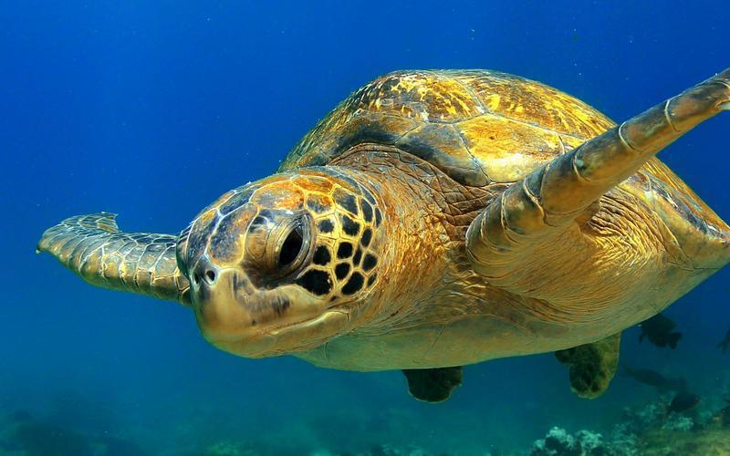 Galapagos Island Hopping