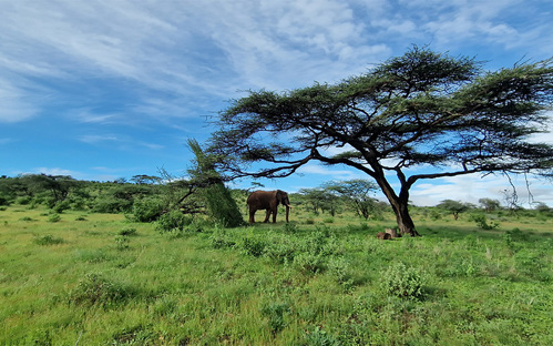 Samburu National Park - Elephant