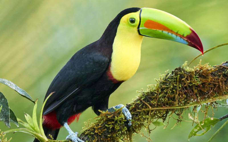 The Best of Costa Rica