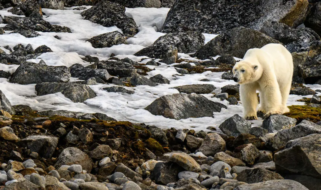 Where to see Polar Bears Desktop banner 2.jpg (1)