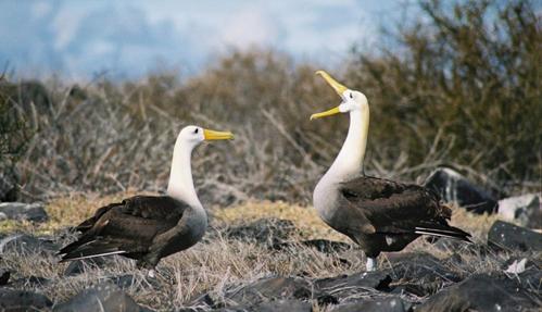 Galapagos Bird