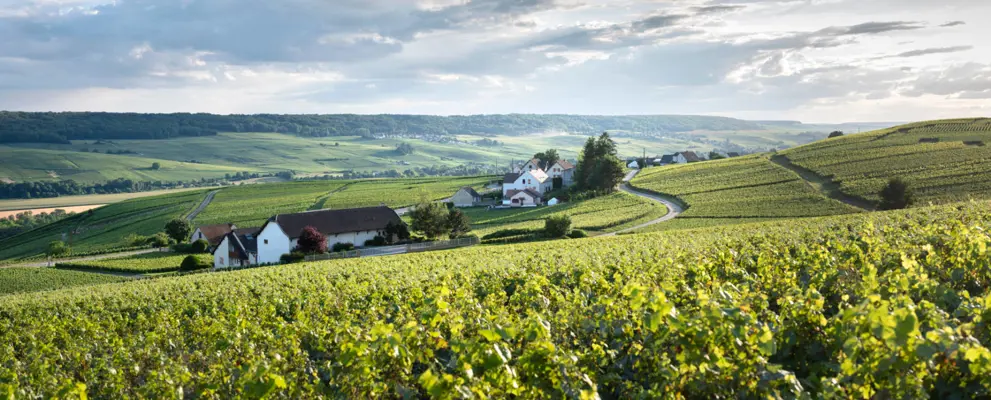 Champagne and Burgundy Region Guide - a view of a sunny vineyard