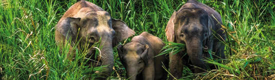 The Best of Borneo: Orangutans and Rainforests with Singapore add-on