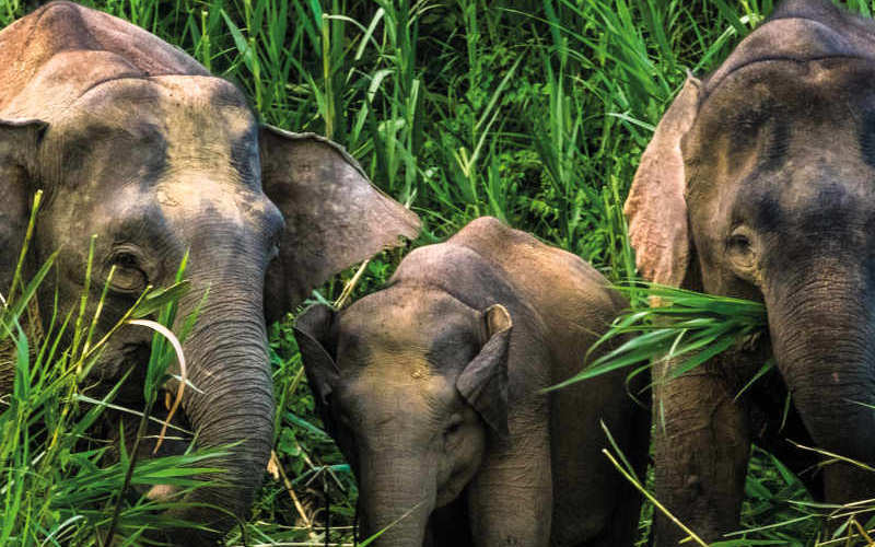 The Best of Borneo: Orangutans and Rainforests with Singapore add-on