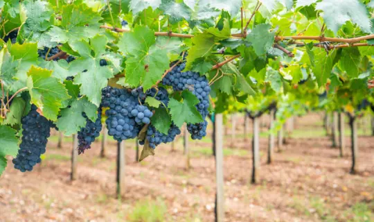 Sardinia holidays - grapes growing in a vineyard