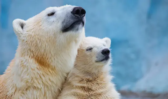 Where to see Polar Bears Mother and Cub.jpg