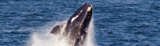 Ultimate South Africa Whale-Watching Special Departure