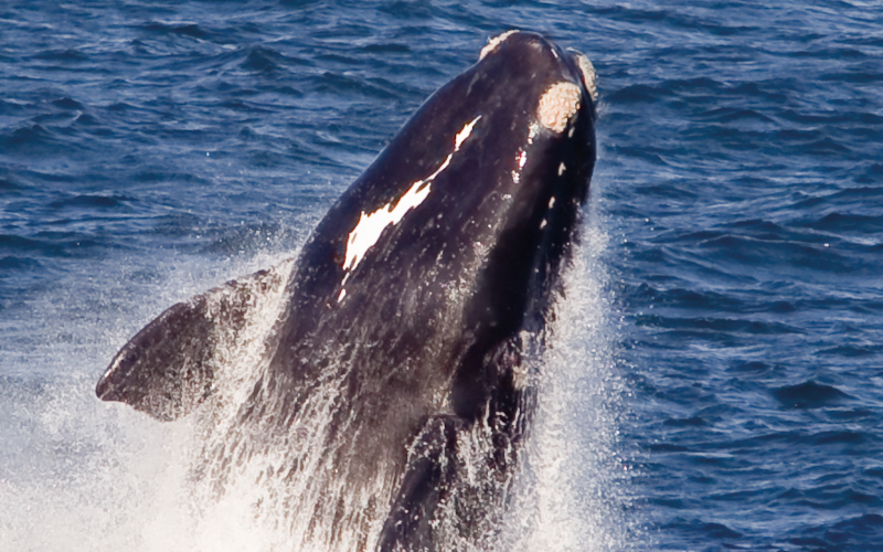 Ultimate South Africa Whale-Watching Special Departure