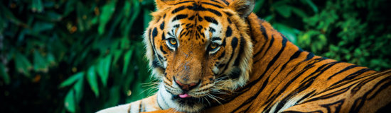 Taj, Tigers, Temples & Rajasthan's Palaces with Goa add on