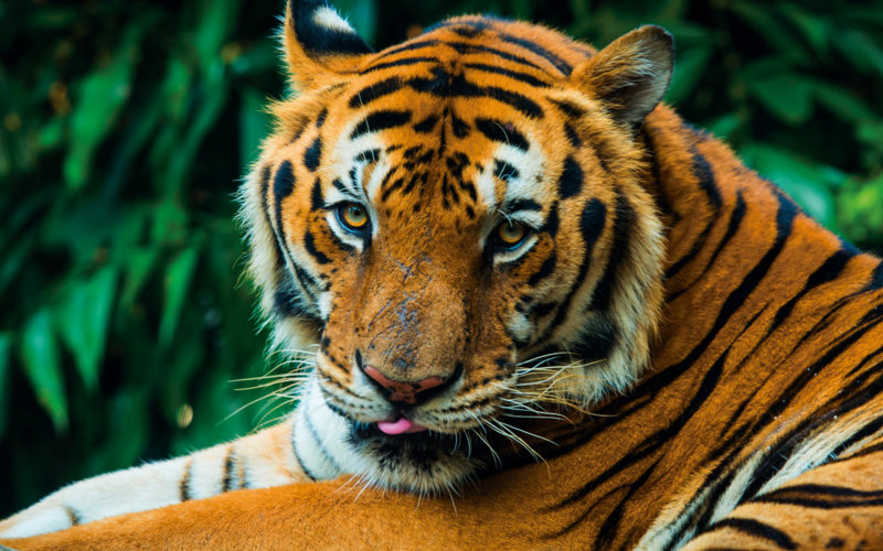 Taj, Tigers, Temples & Rajasthan's Palaces with Goa add on