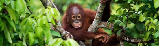 The Best of Borneo: Orangutans and Rainforests