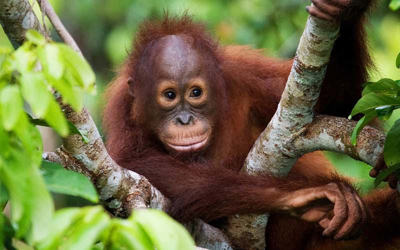 The Best of Borneo: Orangutans and Rainforests