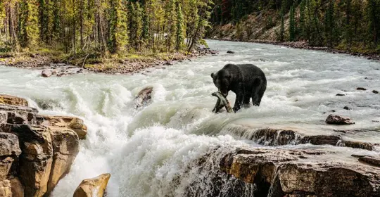 hncvh-memorable_moment_bears.jpg